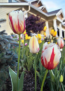home sale in spring